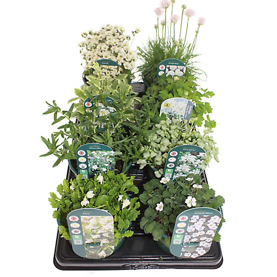 Getting busy in the garden is definitely on our to-do-list whilst we have all this extra time on our hands! 🏡

Back by popular demand, these best sellers are back in stock! Be quick before they are gone! 🌿

New In Plants : buff.ly/2y4qs6T