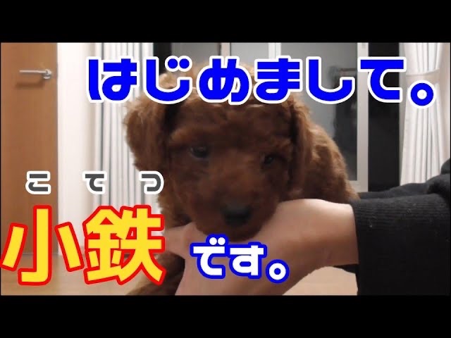 トイプードル ペル吉 Pelu Kichi Twitter