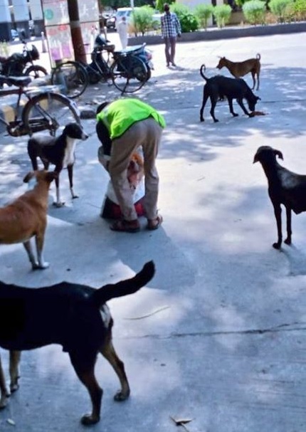 iSachinSrivstva's tweet photo. They usually have to rely on roadkill & other carrion, as well as discarded human food, in order to survive. They will be accustomed to humans providing food & water & may struggle to find these things on their own
We can help
https://t.co/YttoMBNai9
@GoogleNews @myboxerluvmac1 https://t.co/wRZSjJNxTc