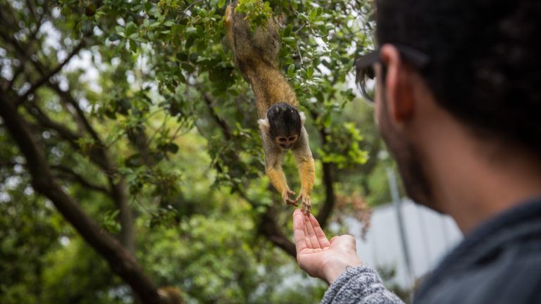 ESIsrael21c's tweet photo. Los 9 mejores lugares para amantes de los #animales en #Israel. Ya sea una granja con alpacas o un refugio para monos, el país ofrece varias oportunidades para apreciar de cerca la fauna silvestre. https://t.co/2F7D9hBGOk #DiaDelAnimal #FueAyer https://t.co/tZD7fAvpo7