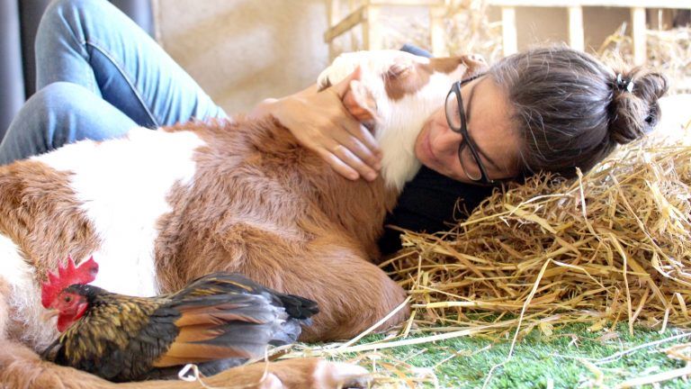ESIsrael21c's tweet photo. Los 9 mejores lugares para amantes de los #animales en #Israel. Ya sea una granja con alpacas o un refugio para monos, el país ofrece varias oportunidades para apreciar de cerca la fauna silvestre. https://t.co/2F7D9hBGOk #DiaDelAnimal #FueAyer https://t.co/tZD7fAvpo7