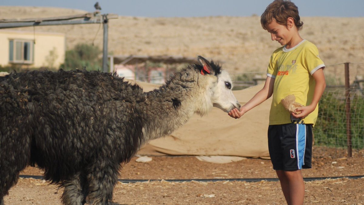 ESIsrael21c's tweet photo. Los 9 mejores lugares para amantes de los #animales en #Israel. Ya sea una granja con alpacas o un refugio para monos, el país ofrece varias oportunidades para apreciar de cerca la fauna silvestre. https://t.co/2F7D9hBGOk #DiaDelAnimal #FueAyer https://t.co/tZD7fAvpo7