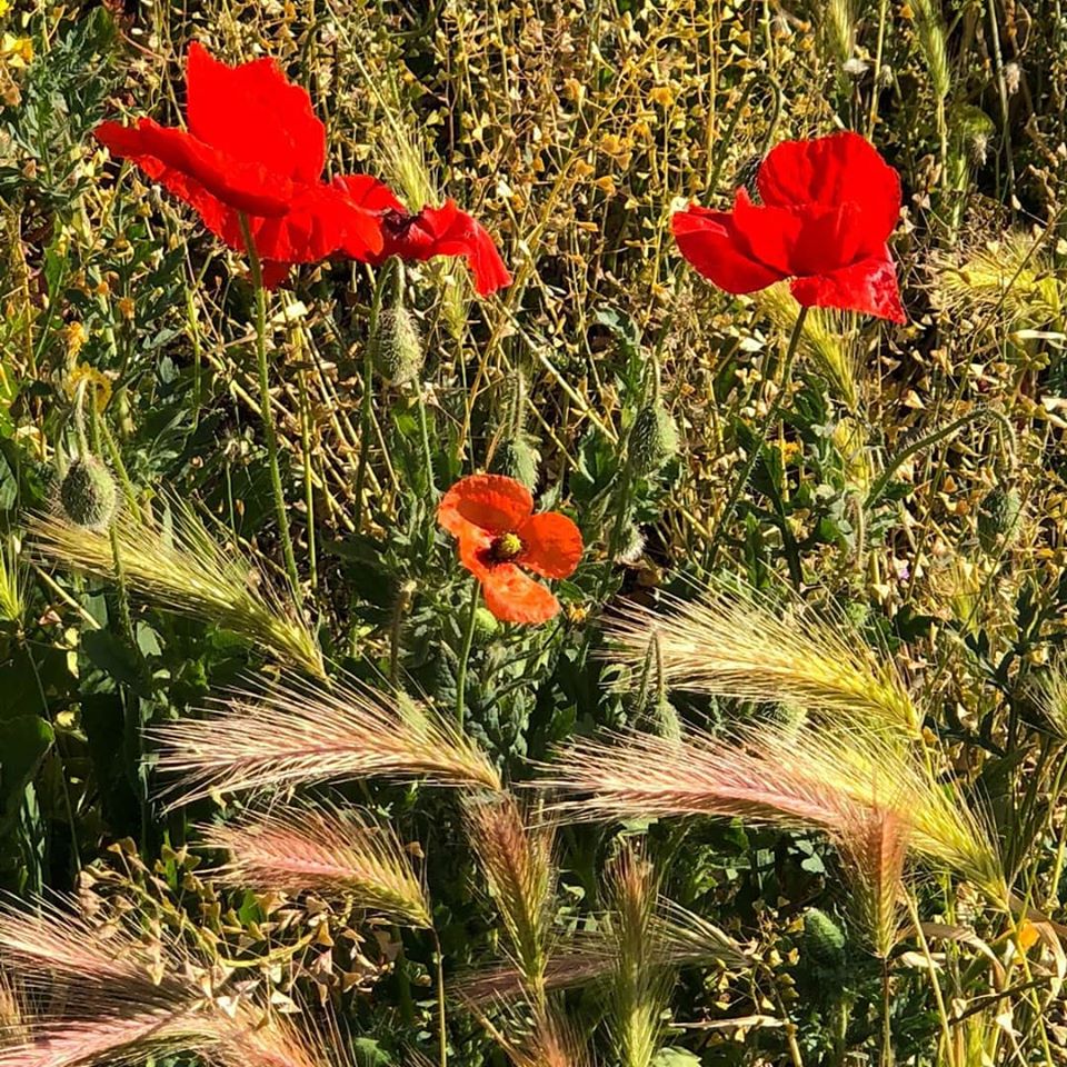Azienda Agricola Graziano Pra Prawines Twitter