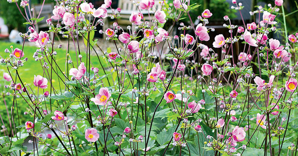 Add pops of colour to your garden this spring with these vibrant blooms 💐 

Click the link below for the full article via <a href="/canadianliving/">Canadian Living</a>

Andrew McCrea
Century 21 United Realty Inc.
(705) 743-4444 canadianliving.com/home-and-garde…