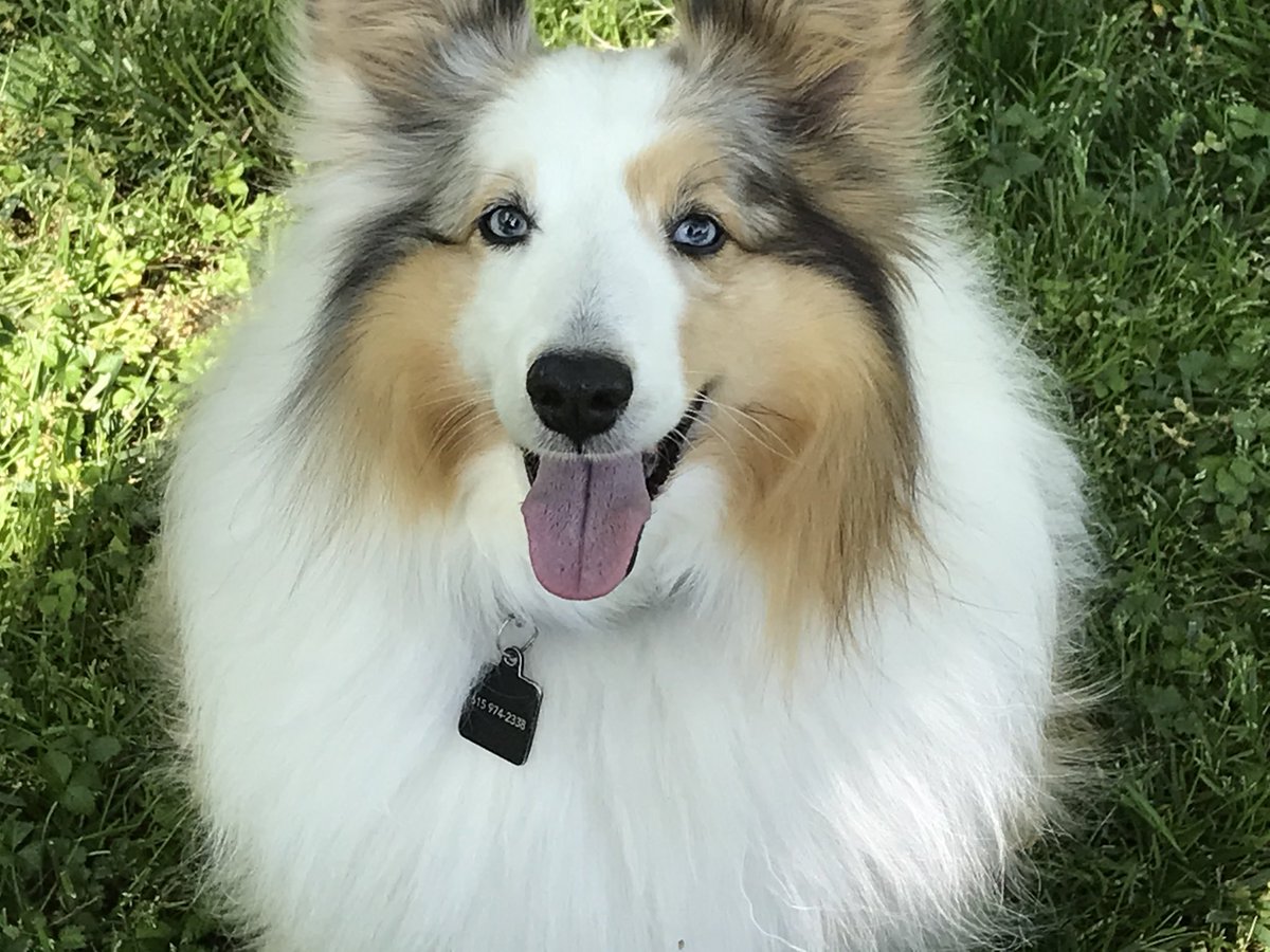 I hope our visits continue to make a small difference in the lives of the clientele we see. 
#therapyARC #nationaltherapyanimalday #animalsreachingclients #therapydog #piperthetherapydog #stallworth #stallworthrehabcenter #nashville #middletn #animalassistedtherapy