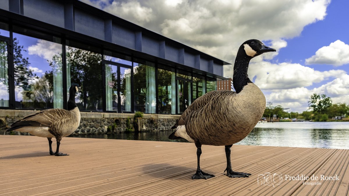 mijnpiushaven's tweet photo. #havenbeeld aan de #PiushavenBoulevard 
#WildLife aan de #Haven tijdens deze zware 
#CoronaCrisisTilburg2020 Op de website van https://t.co/SNSdpBETTL meer foto's te zien over het #TilburgseStraatleven maar ook regelmatig grappige mooie #Havenbeelden vanuit #piushaven #Tilburg https://t.co/A5peJrUNjg