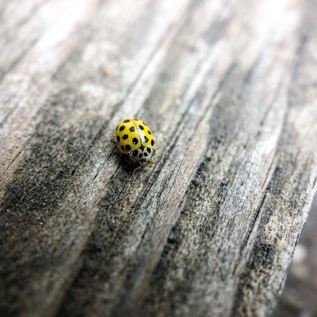 wearepixter's tweet image. Hello you 🐞

📷@g.chloooe et son #PixterMacroPro

pixter.co/products/macro…

#Pixter #ShotwithPixter