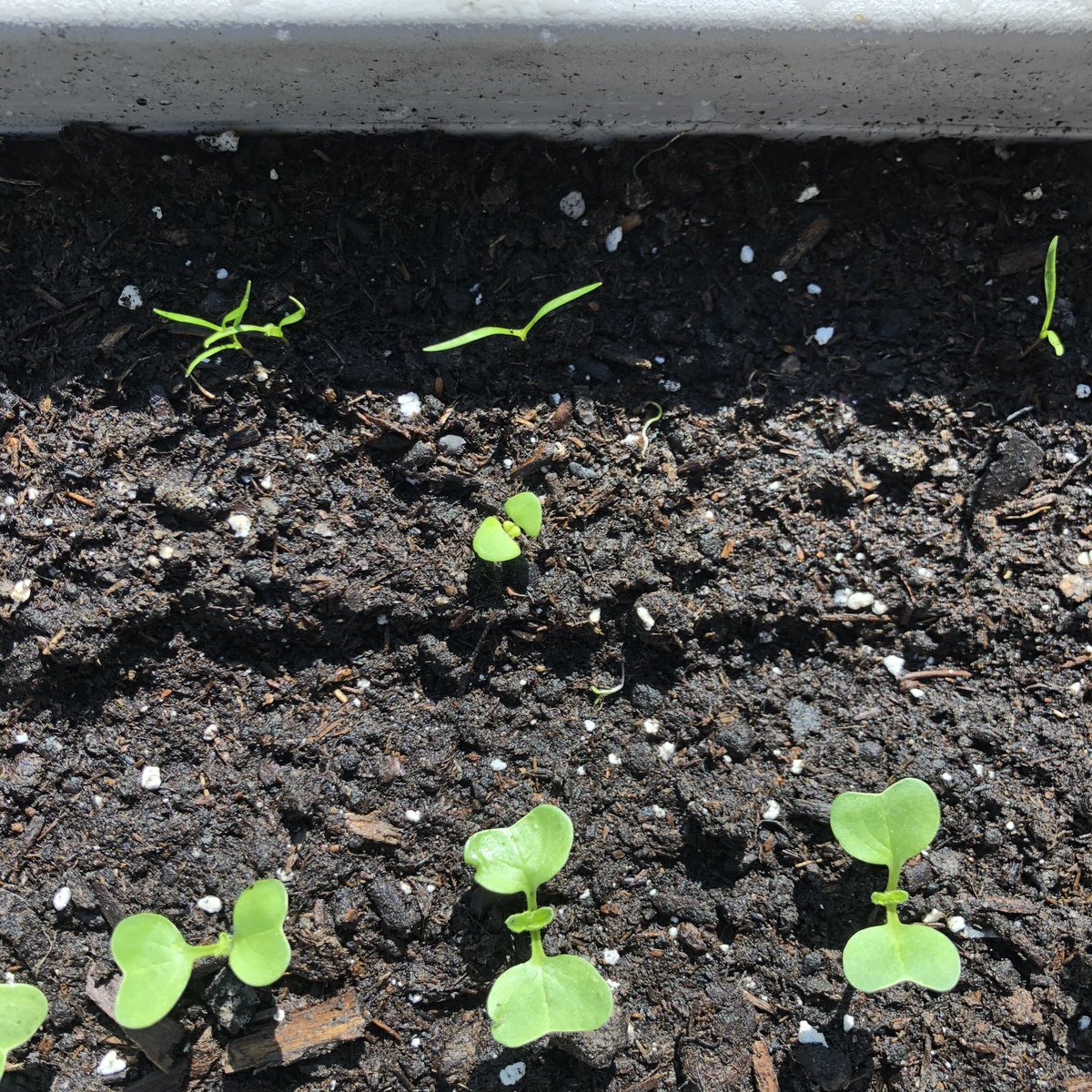 もるこ 2m 39w4d 少しずつ本葉がで始めた人参 と二十日大根の間にひょこっと出てきたバジルらしき芽 これ 夫が適当に撒いて発芽しなかったバジルの種入りの土が混ざってたな 週末にそーっと植え替えてみよ 観察日記 プランター菜園