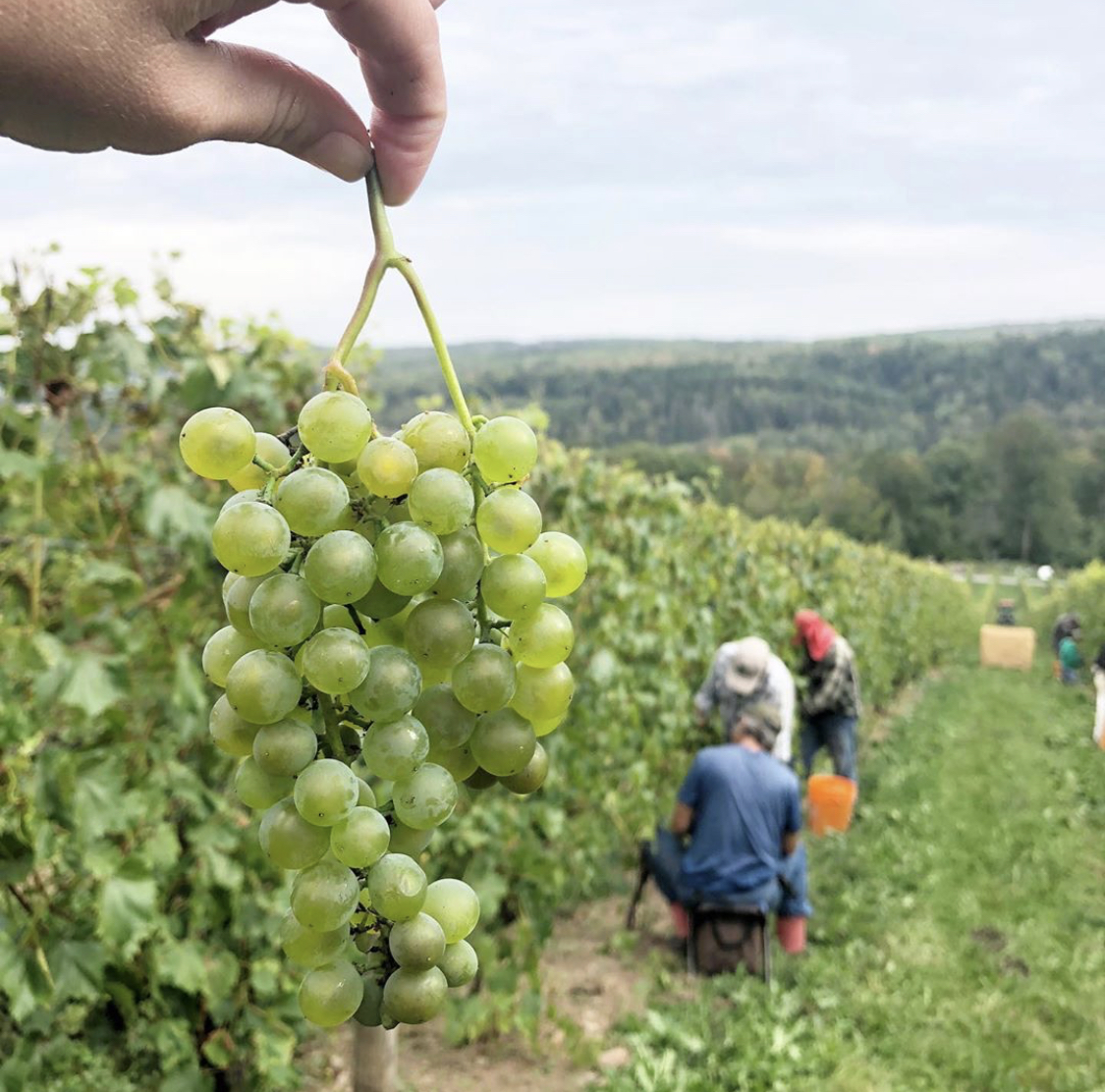 winegrowersns's tweet image. Did you know, there are over 9️⃣0️⃣ Grape Growers in Nova Scotia🍇

More than ever, we sincerely appreciate our community  for choosing to support our local industry.  
📸: @Benjamin_Bridge