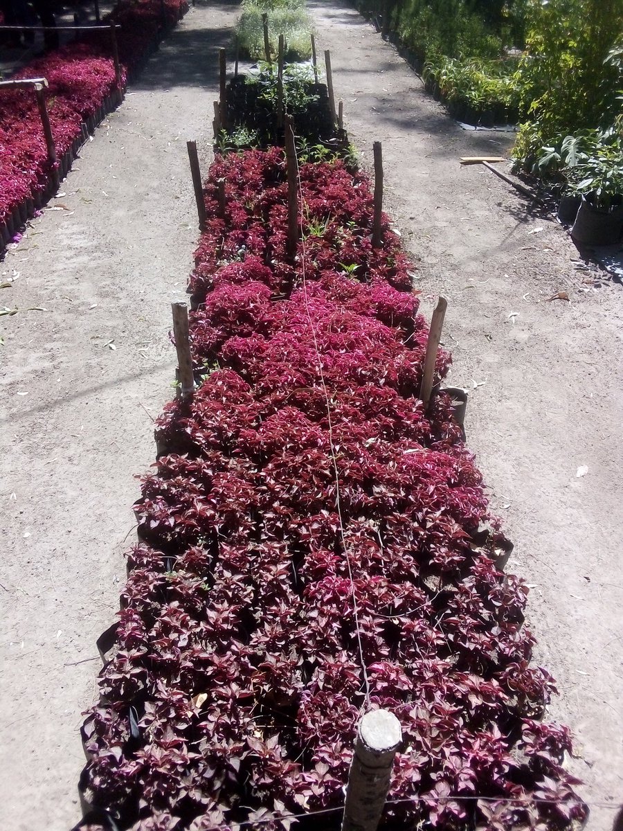 cojetac_ac's tweet image. Ahora que termine el #QuedateEnCasa les invitamos a traer a sus niñas y ñiños a visitar el vivero municipal de #Tultitlán. Obsequian plantas de ornato y árboles frutales.
#ConstruyeComunidad