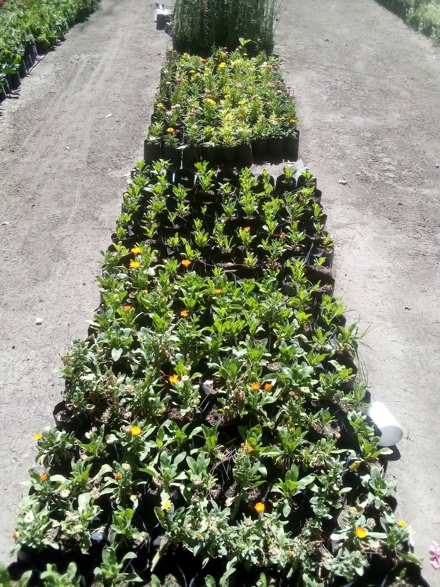 cojetac_ac's tweet image. Ahora que termine el #QuedateEnCasa les invitamos a traer a sus niñas y ñiños a visitar el vivero municipal de #Tultitlán. Obsequian plantas de ornato y árboles frutales.
#ConstruyeComunidad