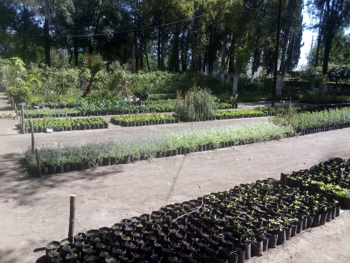 cojetac_ac's tweet image. Ahora que termine el #QuedateEnCasa les invitamos a traer a sus niñas y ñiños a visitar el vivero municipal de #Tultitlán. Obsequian plantas de ornato y árboles frutales.
#ConstruyeComunidad