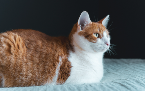HealthCare_Pets's tweet photo. #AskTheVet: Why won't my cat's #tapeworms go away?
Learn more with Dr. Clayton Greenway: https://t.co/A4komRHwg3
.
.
.
.
.
#Tapeworm #CatTapeworm #FelineTapeworm #CatTapeworms #Parasite #CatParasite #Parasites #CatParasites #Flea #CatFlea #Fleas #CatFleas https://t.co/DnKqWnO4L7