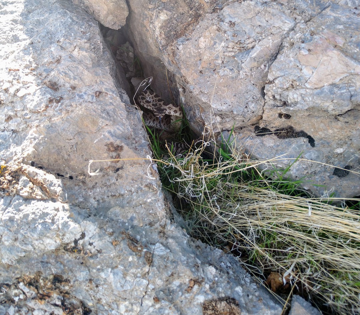 GreatBasinNPS's tweet photo. #ThrowbackThursday is here! And so is #rattlesnake season in the Great Basin. Check out this Outside Science (inside parks) video filmed in 2019 during spring rattlesnake surveys. #outsidescience 🐍🐍
https://t.co/k2WqxOjVpp https://t.co/igbyAKskFS
