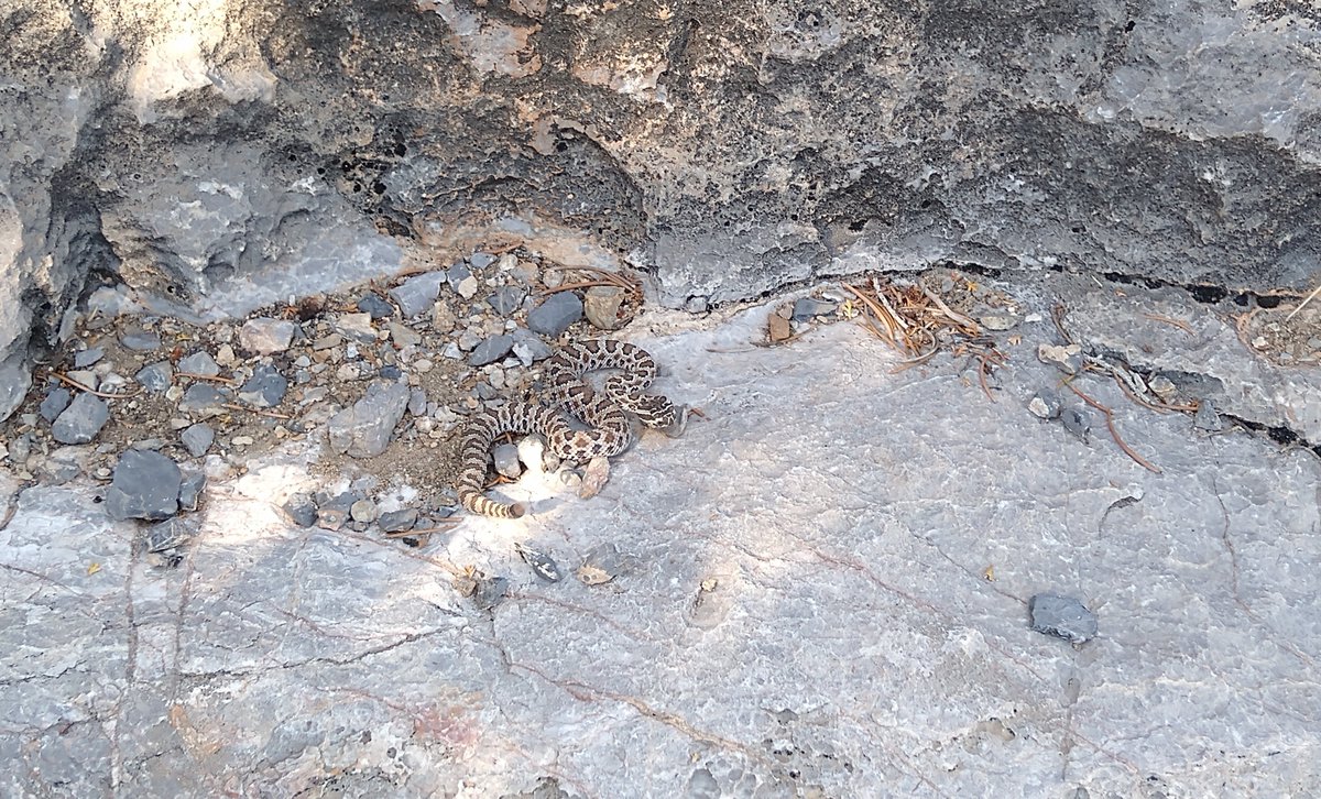 GreatBasinNPS's tweet photo. #ThrowbackThursday is here! And so is #rattlesnake season in the Great Basin. Check out this Outside Science (inside parks) video filmed in 2019 during spring rattlesnake surveys. #outsidescience 🐍🐍
https://t.co/k2WqxOjVpp https://t.co/igbyAKskFS