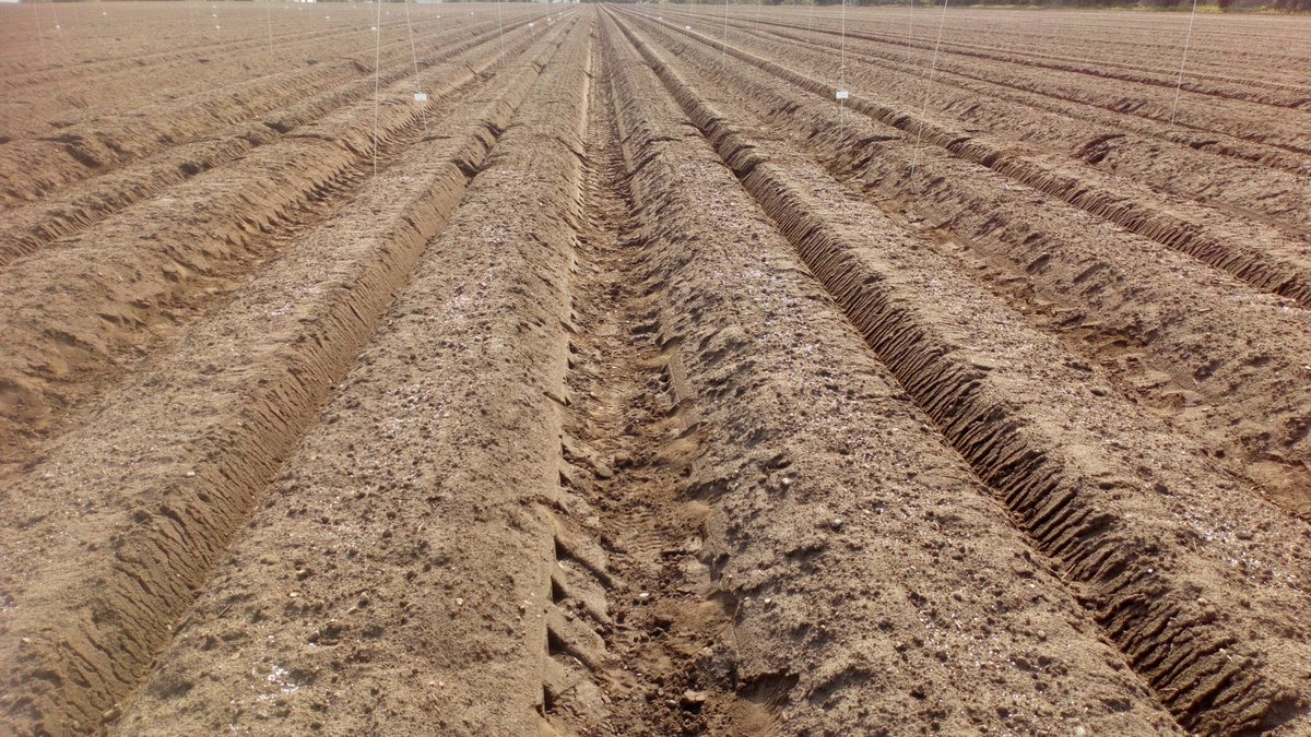 DrSpud3's tweet photo. Spreading the RB209 top-up N at James Foskett Farms and the 2020 AHDB Desiccation Project. #ahdb #niab #spotfarm #cupgra https://t.co/u6ZFSLAhd1