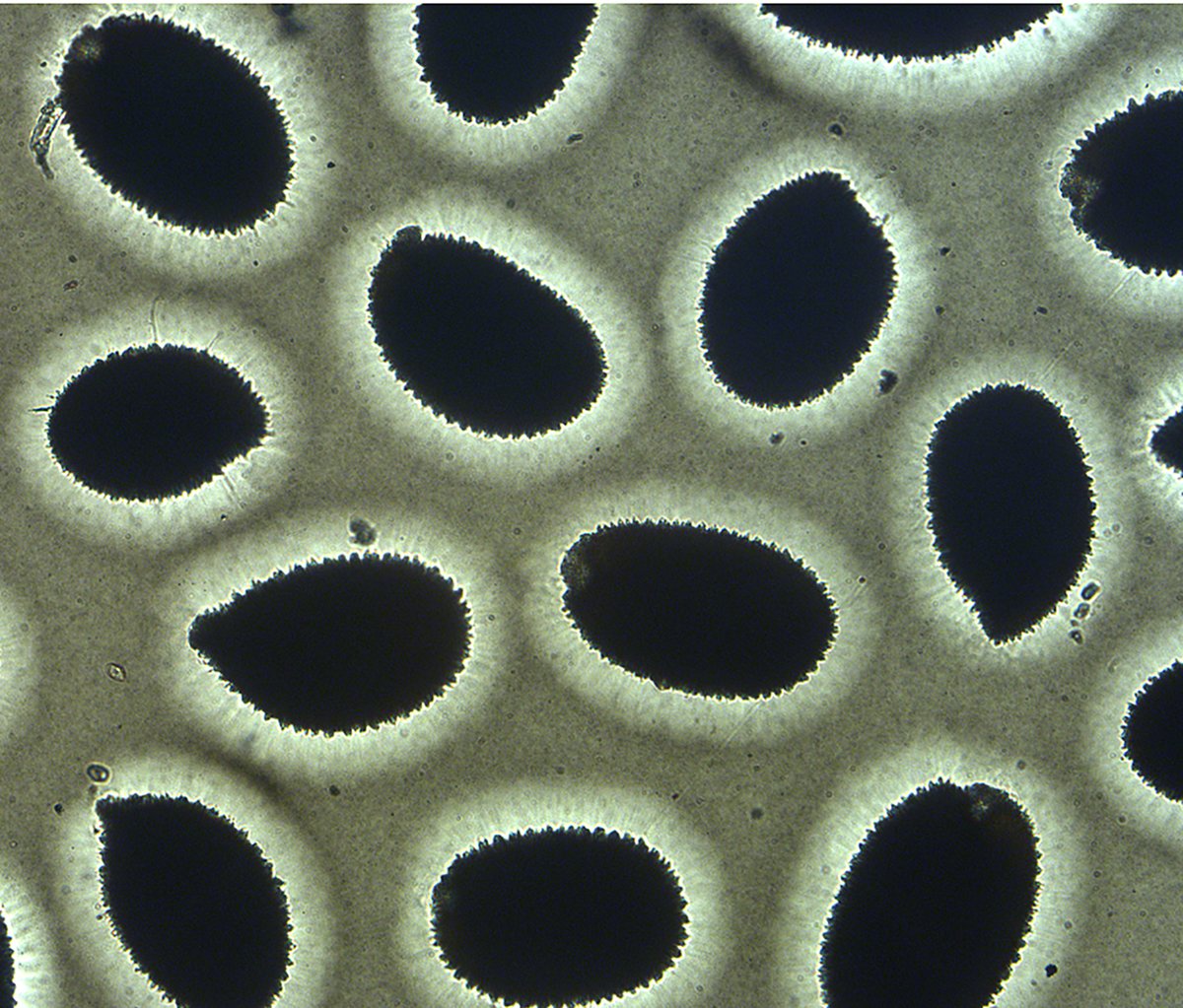 Botanical_'s tweet photo. From #AppsPlantSci #LowCostMethods issue: A simple, non‐toxic method for separating seeds based on density &amp; its application in isolating #Arabidopsis thaliana seed oil mutants, by @gilldean et al https://t.co/1AaWLTHgvn @wileyplantsci #iamabotanist #oilseed https://t.co/vQzBRdPzYV