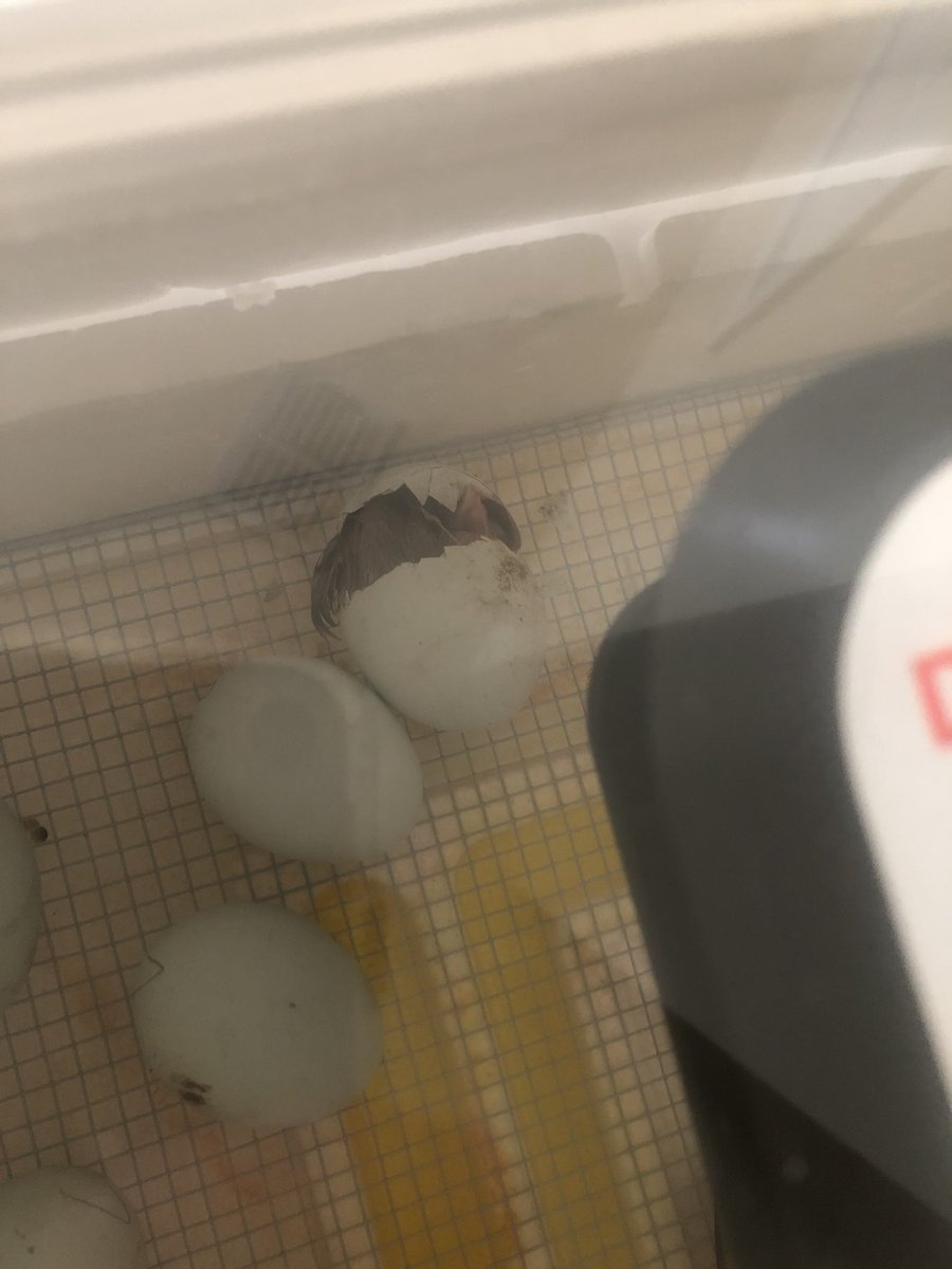 MrsSmith1920's tweet photo. Our first chick is hatching!!!! 🐣#LifecycleofaChicken @VaughnElemFISD https://t.co/MdqWTPo3hu