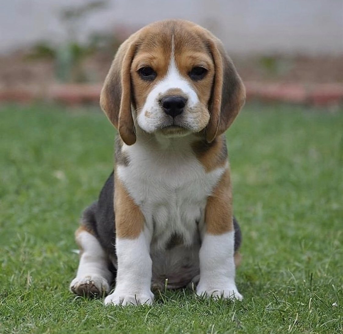 JohanPapz's tweet photo. déjà qui a autorisé les beagle à être aussi mignons ??? https://t.co/okxXVpnaFF