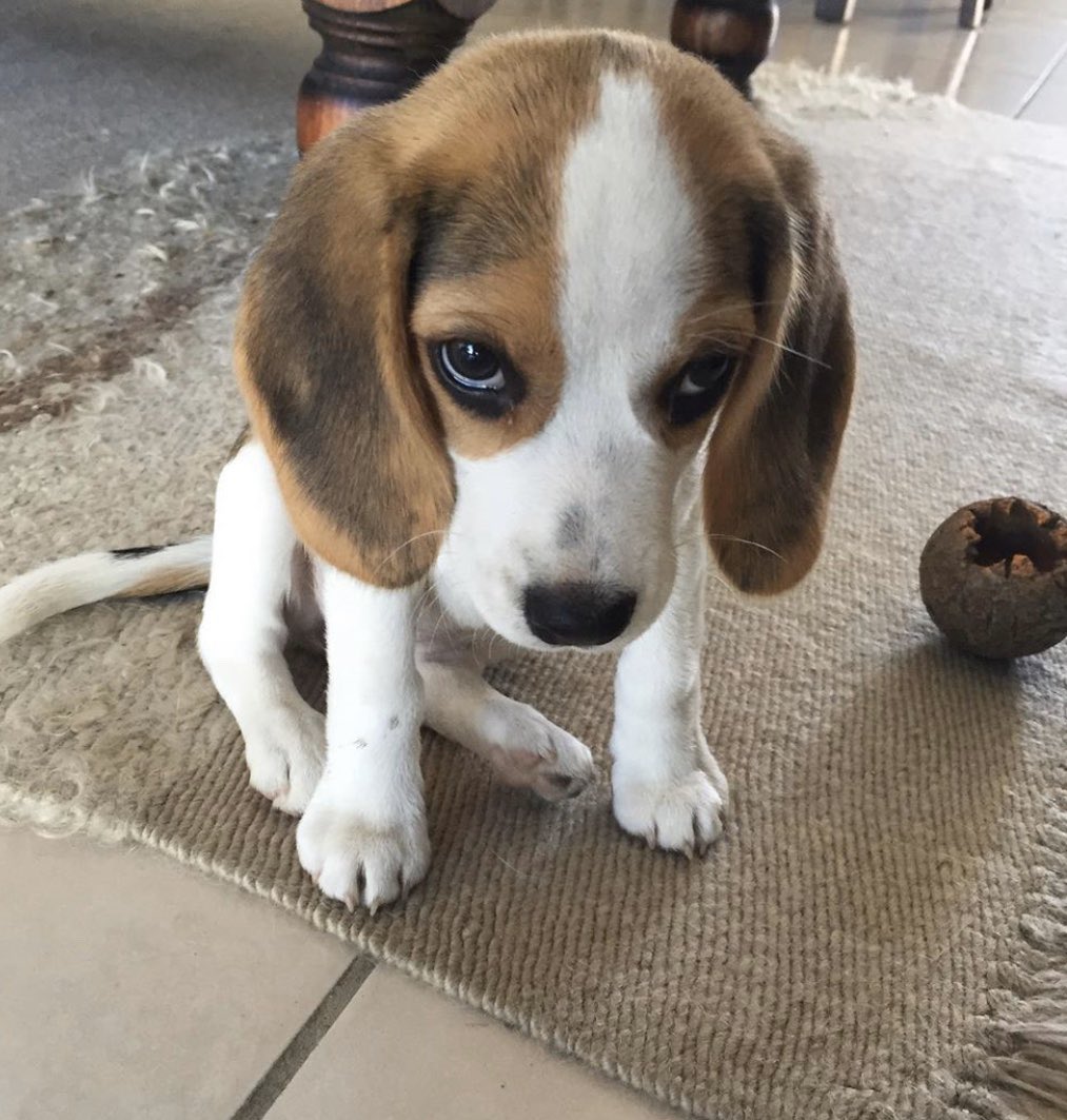JohanPapz's tweet photo. déjà qui a autorisé les beagle à être aussi mignons ??? https://t.co/okxXVpnaFF