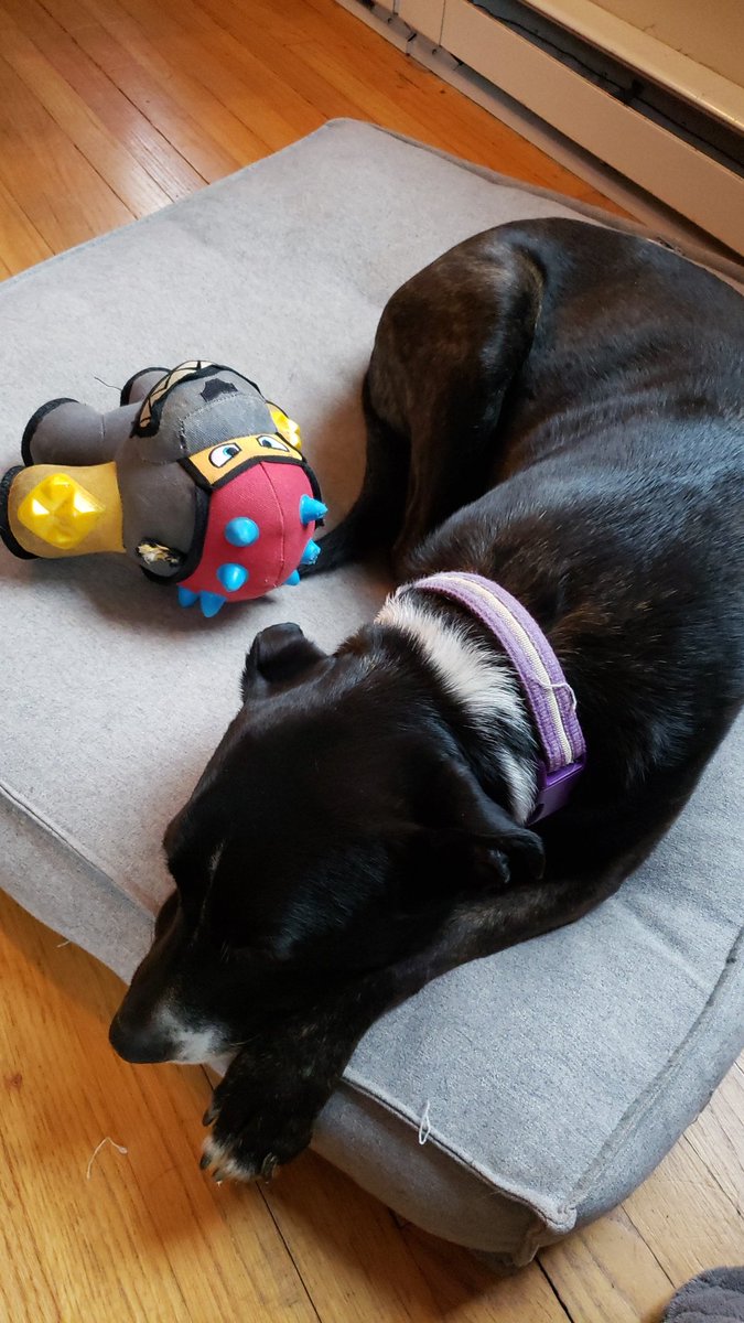 WHMcGeehan's tweet photo. Hazel is my teaching assistant at home! 🐕⚡ @WHstudco @WHRHighSchool #StreaksInIsolation https://t.co/zrA8TmpHB0