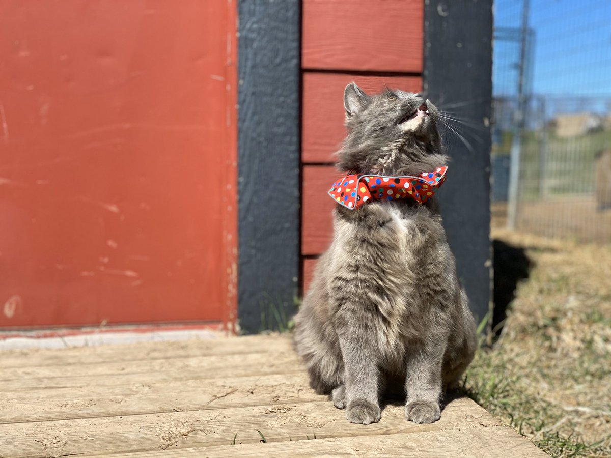 cat scrunchie collar