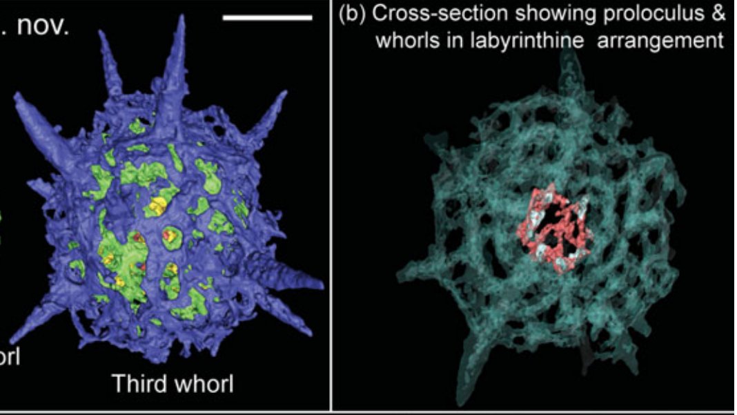 SarahKachovich's tweet photo. New #radiolarian species Haplotaeniatum albaensis discovered in Ordovician cherts from Scotland! #MicroCT

Congratulations @siyumini and colleagues on the great paper!

https://t.co/ldrwf8nbL9 https://t.co/9ZuwdYP8HC