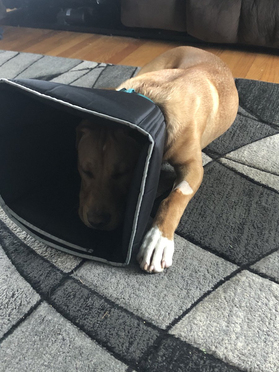 Mrs_potterWH's tweet photo. Messi had surgery during quarantine- so he is currently rocking the “cone of mess destruction” - get it🤪 but he is loving being home with his family @WHstudco #streaksinisolation https://t.co/FutnmwS1Mj