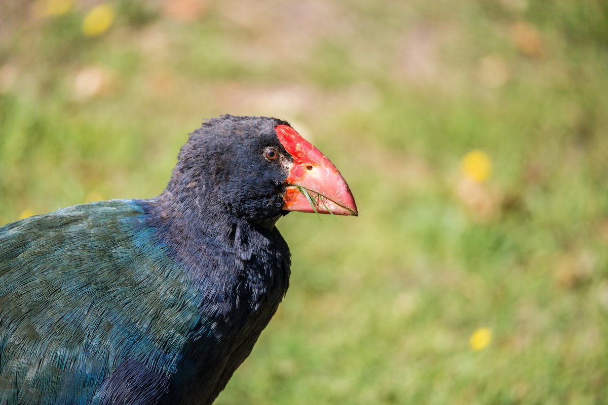 Dromornis Planei Jas fur Kid