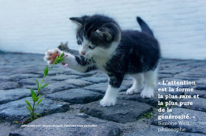 توییتر Animal Fute در توییتر Une Petite Citation Comme On Les Aime Pour Vous Souhaiter Un Bon Week End T Co Ulmxegu4wl Echange De Garde D Animaux Chien Chat Nac Entre Particuliers Et Si Nous توییتر Animal Fute در توییتر Une Petite Citation Comme On Les Aime Pour Vous Souhaiter Un Bon Week End T Co Ulmxegu4wl Echange De Garde D Animaux Chien Chat Nac Entre Particuliers Et Si Nous