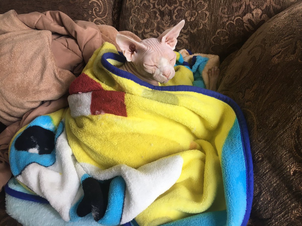 QueenofSphynx's tweet photo. My new favorite thing is sponge bob blanket https://t.co/xElaVUXS4f