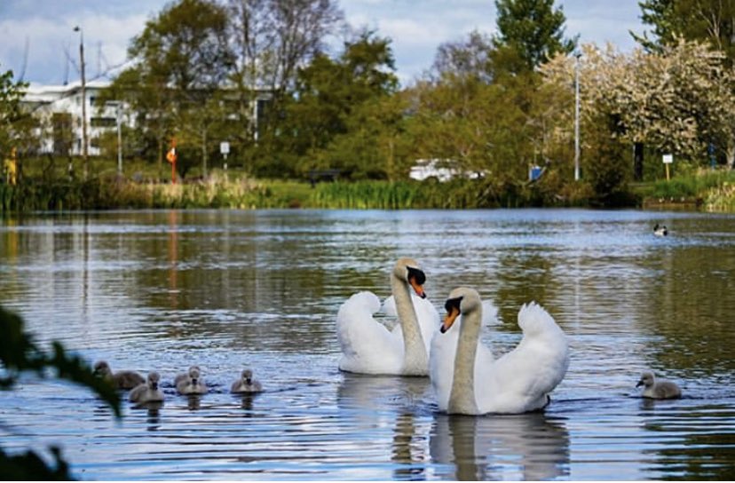 NaasBall's tweet photo. Swan and Cygnets 🦢📸🇮🇪

#naas #kildare #ireland #irish #swansofinstagram #swans #beautiful #intokildare #kildarephotography #sonyphotographer #sonyalpha #sonya6100 #instaireland #bhfyp #instagram #cygnets #fun #fashion #model #daily #babyswan #lakes #swanlake #amateurphotography https://t.co/vWdOTFW6oI