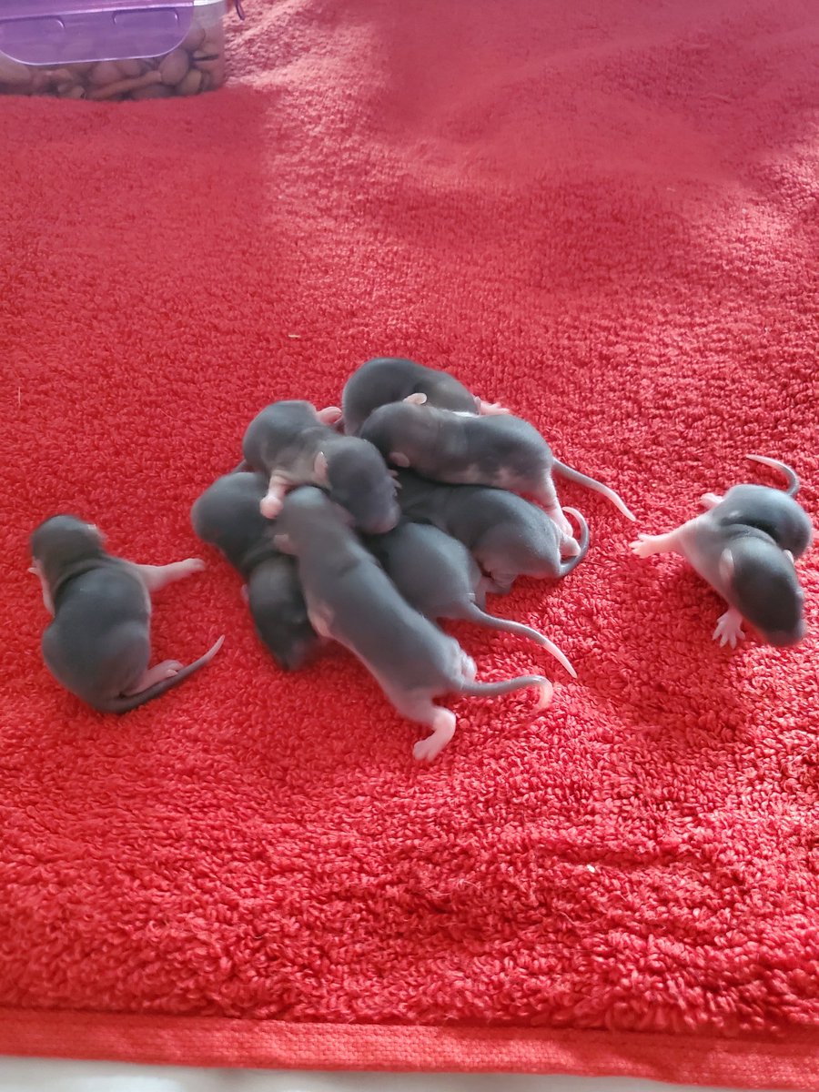 B_and_B93's tweet photo. Some good things happen in quarantine, 2 of my daughters rats gave birth https://t.co/JFTurh69z8