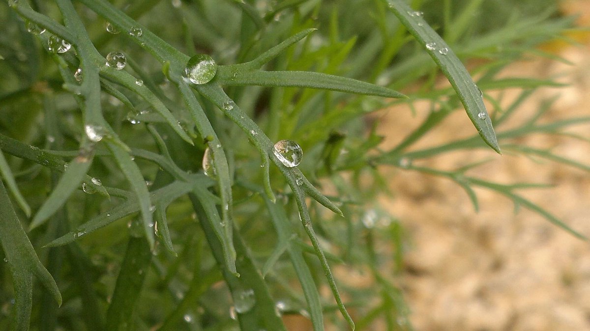 SlipKoRnSaad's tweet photo. That DSLR feel in these pictures 9 years ago, that perfect fill-in flash handling, those perfect details, no over sharpening whatsoever ! I still prefer it to my #808pureview or #lumia1020 in several scenes...what a phone ! #Nokia #N8 #NokiaN8 https://t.co/fLySPWokDU