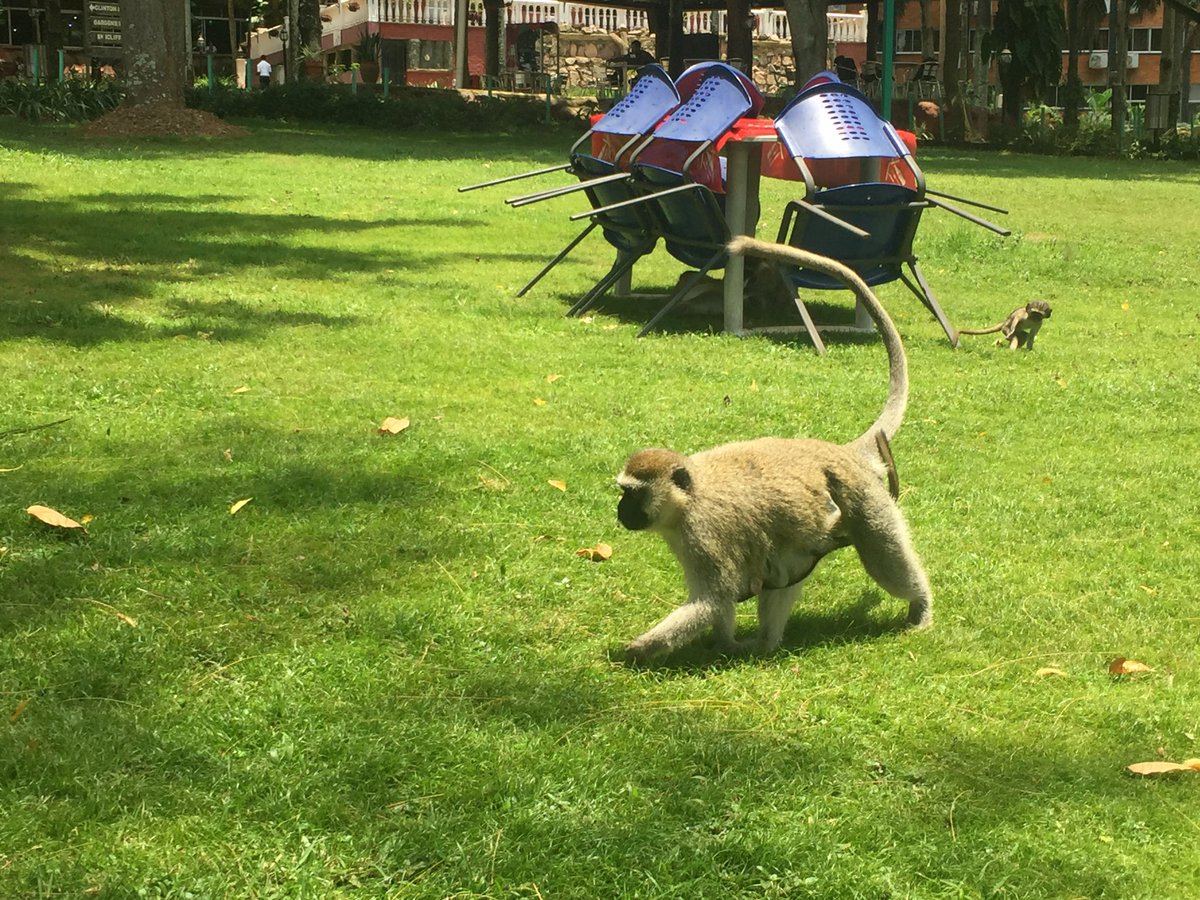 BangorPrimates's tweet photo. Tonight we continue our countdown to the next episode of #Primates with some more primate-themed content. Join us here at 20:15 BST when @alexvgeorgiev will post some top tips for surviving life as a primate! #BangorDoesPrimates https://t.co/cnwa1OGbKs