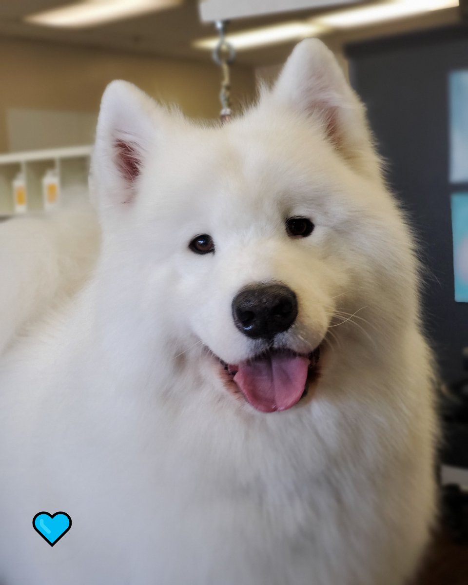 puppy love dog grooming sidcup