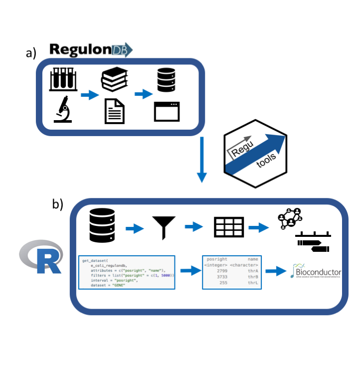 lcolladotor's tweet photo. I'm very excited to share that #regutools 📦 is now on @biorxivpreprint 🙌🏾
Use it to access the #RegulonDB gene regulation database using R #rstats. It's a bridge towards the @bioconductor universe ✨
📜 https://t.co/yX66jptIGH
💻 https://t.co/lPUojddPln
A @CDSBMexico project https://t.co/kbg9Kd9dZA