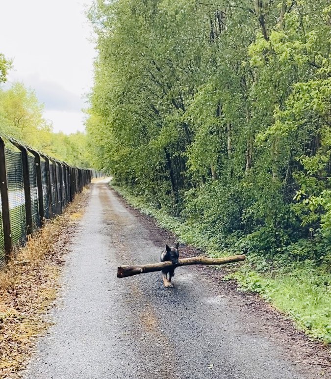 pd_chase's tweet photo. I think today’s ‘stick’ find &amp; carry is one of his best 💪🏽 https://t.co/I4qP9BQ0cd