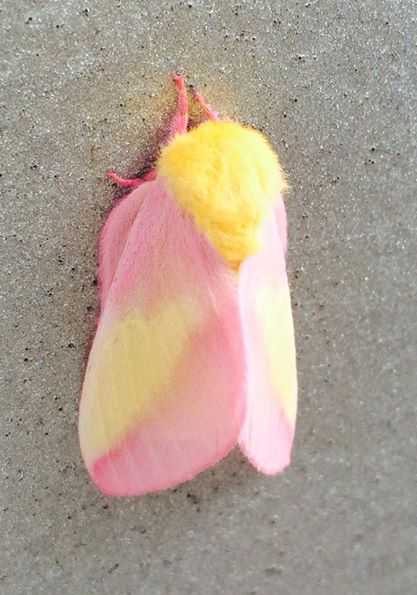 I took this photo 4 years ago - at a gas station - it was perched on the pump.  I learned later that it is a rosy maple moth.  Read more about butterflies and moths: butterfliesandmoths.org/species/Dryoca…
