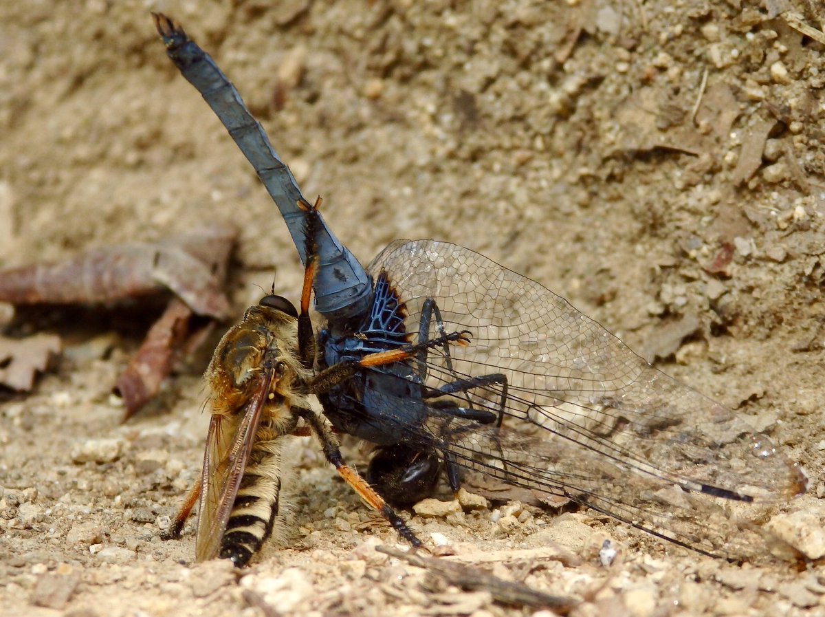 #WorldRobberFlyDay

やっぱこれだね