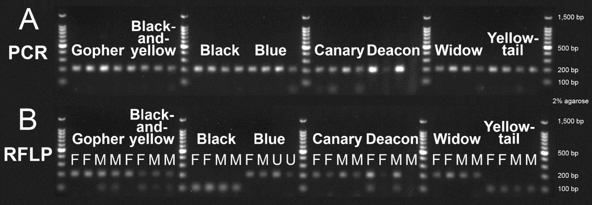SFG_Lab's tweet photo. Results from @NSF #REU intern Hannah Aycock's summer research are out now! Hannah did great work testing a #PCR-#RFLP sex ID assay in Pacific #rockfish
https://t.co/W2NhYUimV3 https://t.co/AT5jWNFuzo