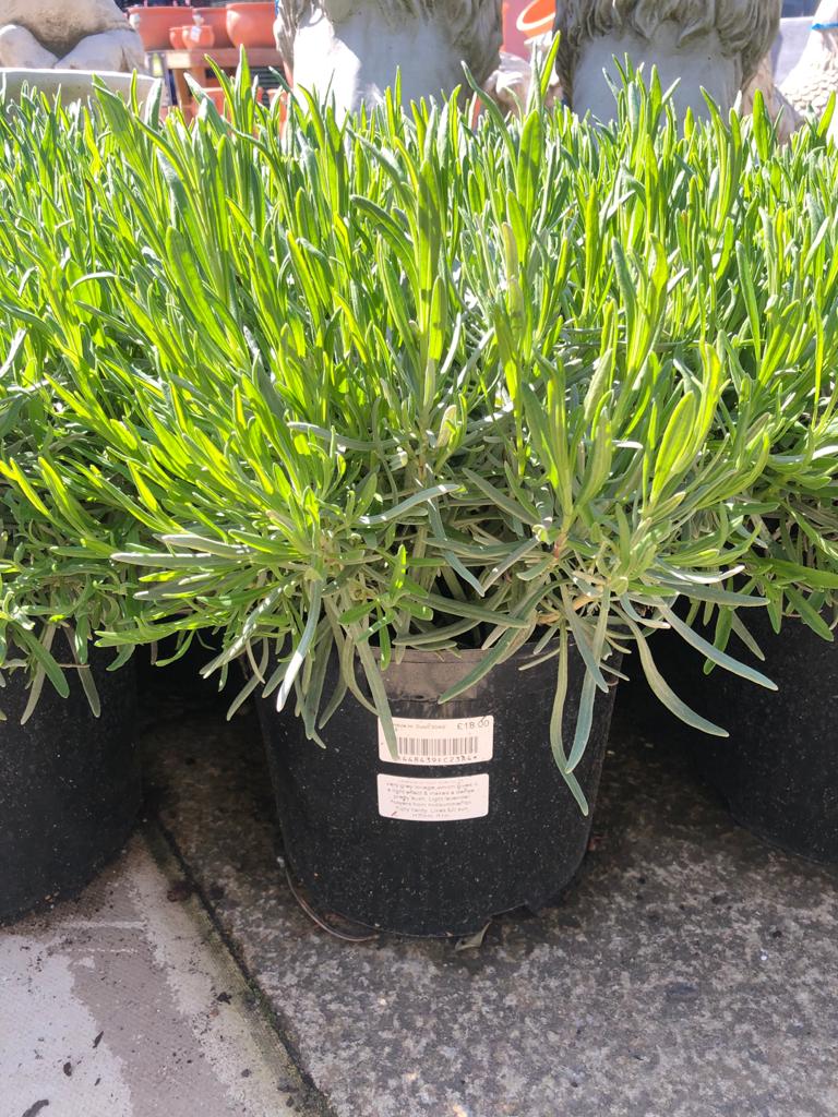 Looking good impact shrubs
Hebe franciscana Blue Gem 10litre £30
Hebe odora New Zealand Gold 10litre £17
Euphorbia Amy. Purpurea 5Litre £17
Lavandula int. Dutch 5litre £18