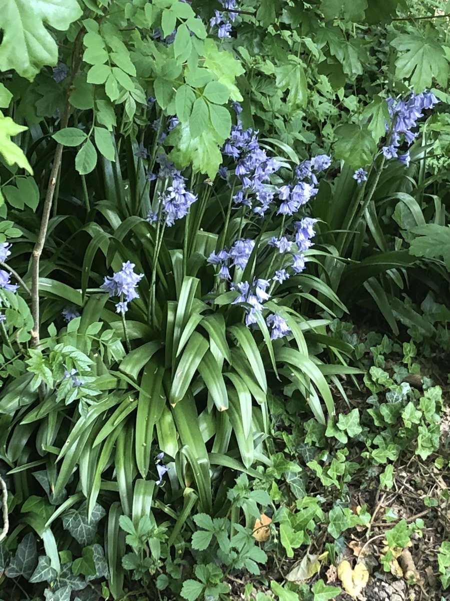 Today’s #lockdownbeauties - normally at this time of year we would be in the bluebell woods a great deal feasting our eyes on the gorgeous purple forest floor. Today on our walk near our house we found a little gathering of them and we drank in the sight.