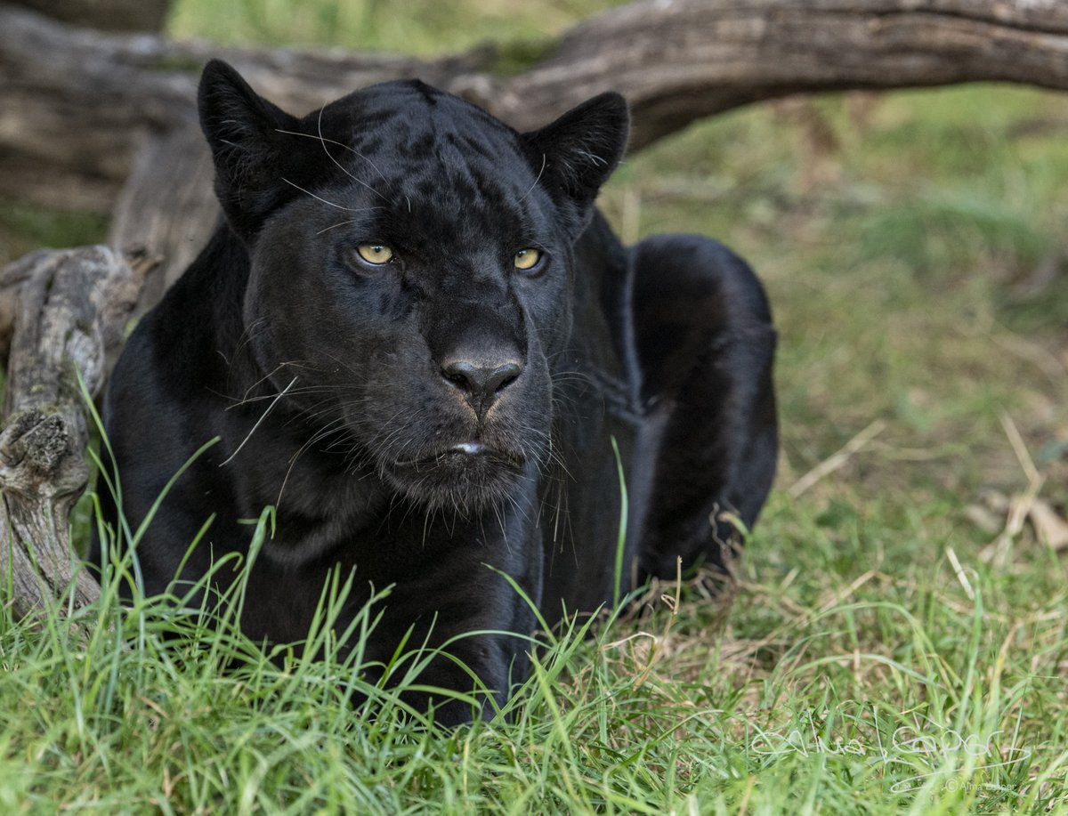 The much loved 
<a href="/MayaThejaguar/">Maya The Jaguar</a>
 is the Star of the LIVE show tomorrow, 
<a href="/TheBigCatSanct/">The Big Cat Sanctuary</a>
 11.00am. Don’t miss it. She will be her active best, I’m sure! 😍
To help support them all at the Sanctuary: bit.ly/JGBigCatSuppor……  
PWP Animal Support Fund  > bit.ly/3ajkfSi