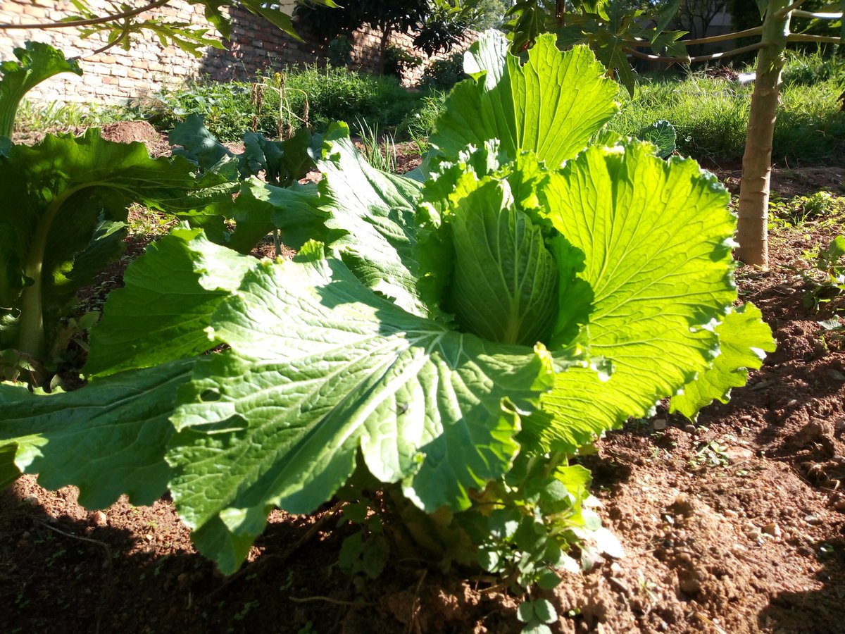 MrishoNizar's tweet photo. Today we look at the chinese cabbage under leafy vegetables
This is one to go for because of its nutritive value and very high in dietry fibre. Try it out today
By #vegetables by #vegetableguy
Support my good work https://t.co/XO5E3farQ6