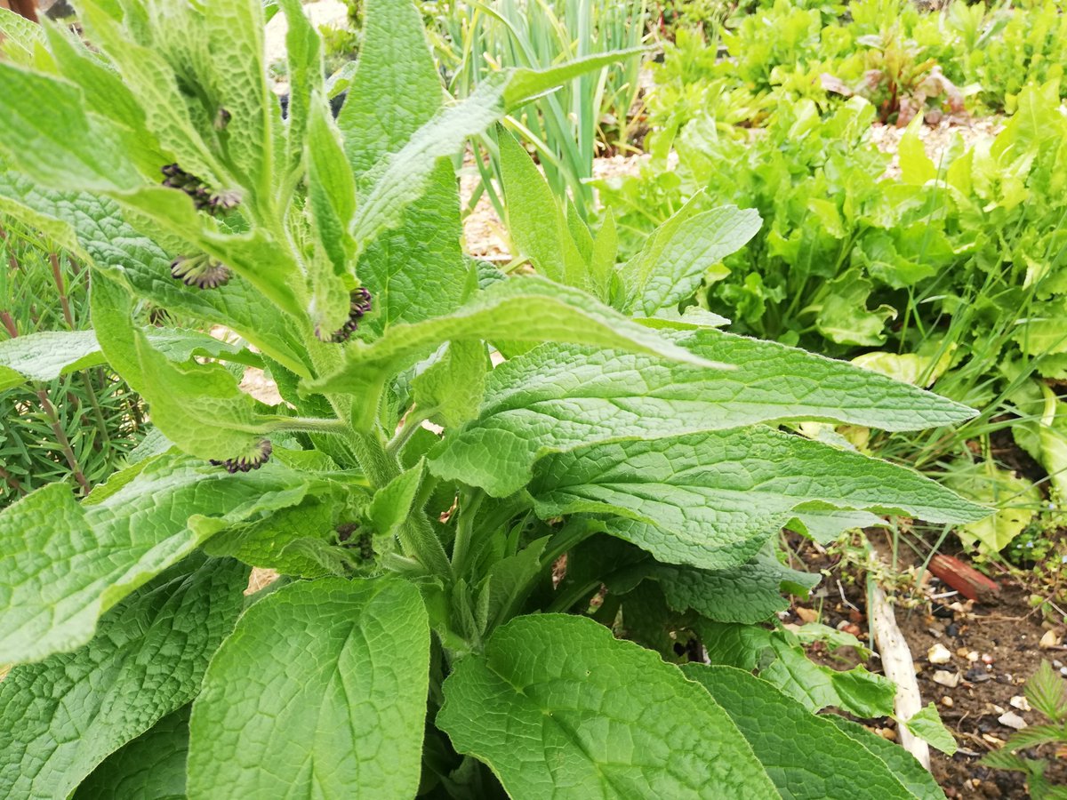 MashiriAletheia's tweet photo. #Comfrey dotted all around the allotment. A good source of plant fertiliser at hand, we always have a big drum of comfrey tea on the go. Very easy to propagate from root cuttings too. 😊 #RonsPlot  #community #allotment #Hitchin https://t.co/XAIQre1ZBk https://t.co/ESBlQlgKs6