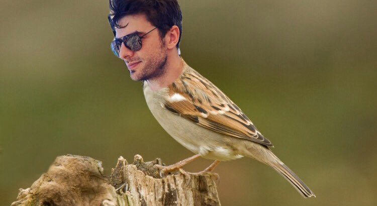 Thread - Rhys face on animals