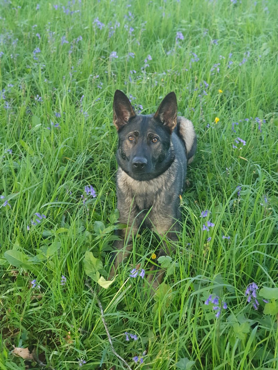 CloverPd's tweet image. PD Clover taking a quick toilet break mid-shift, practising her 'down' and admiring the spring bluebells 💙