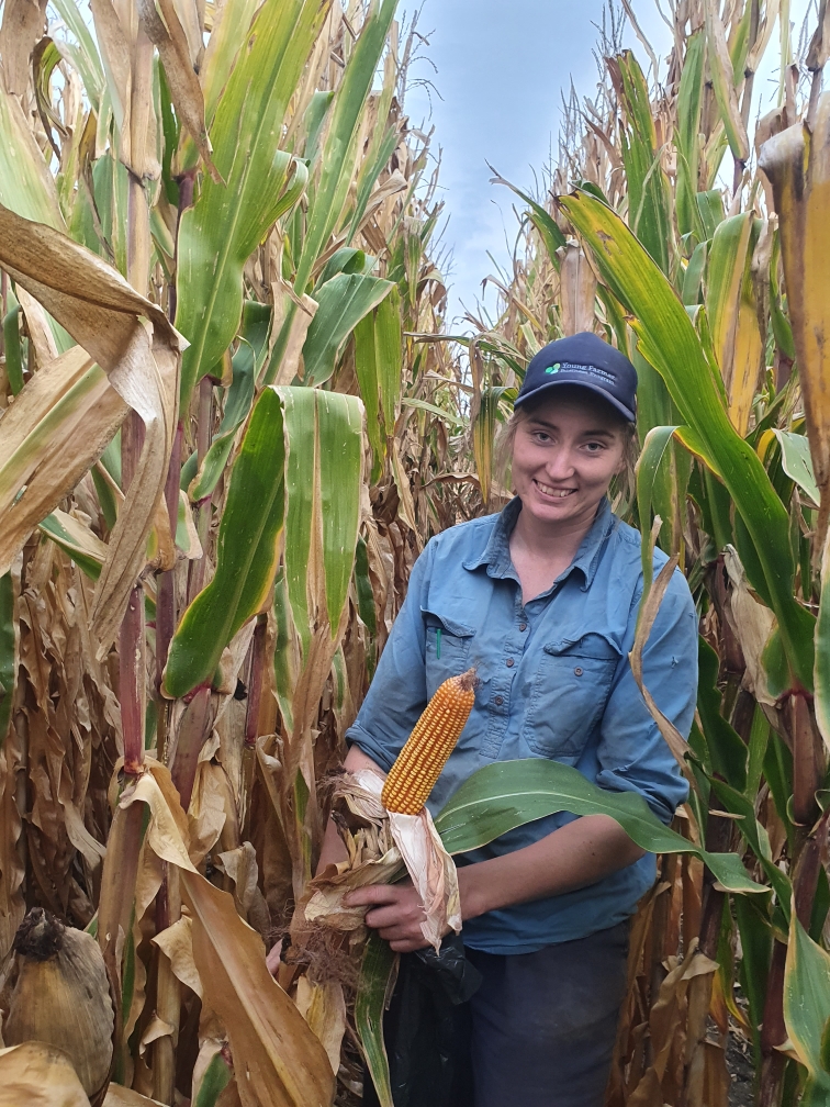 RiverinePlains's tweet photo. Thanks to Peter Baker, @rosie_dye @annajdye and Nick for harvesting the @GRDCNorth and Riv Plains Irrigation soil amelioration demo before the rain. https://t.co/TSE0YrxqMR