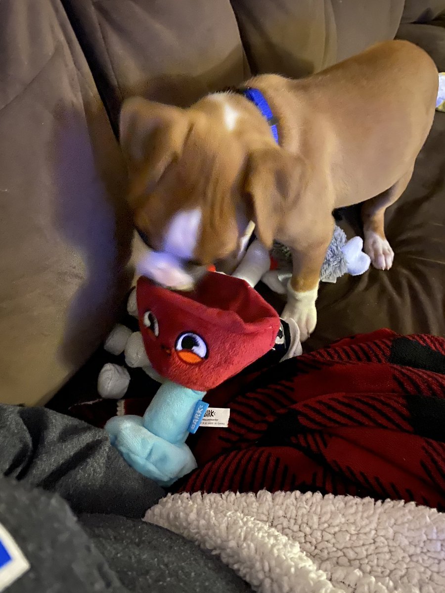 Dobby loves his first bark box <a href="/barkbox/">BarkBox</a>